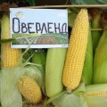 Оверленд F1 семена кукурузы суперсладкой Sh2 поздней 83 дн. 22 см 18-20 г. (Syngenta)