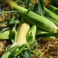 Оверленд F1 семена кукурузы суперсладкой Sh2 поздней 83 дн. 22 см 18-20 г. (Syngenta)