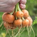 Парижский рынок семян моркови (Satimex)