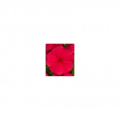 Паула Red (красный) семян барвинка ампельного (Kitano Seeds)