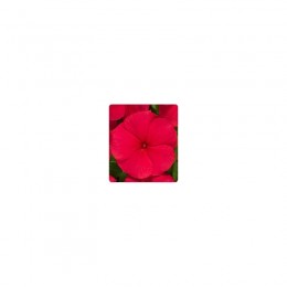 Паула Red (красный) семян барвинка ампельного (Kitano Seeds)