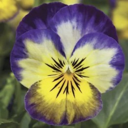 Пенни F1 примроз пикоте (primrose picotee) семена виолы (Syngenta)