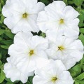 Анжелика F1 белая (white) семян петунии (Cerny)