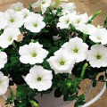 Анжелика F1 белая (white) семян петунии (Cerny)