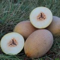 PL 6310 F1 семена дыни (Asia Seed)