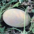PL 6310 F1 семена дыни (Asia Seed)