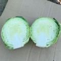 PL 9441 F1 насіння капусти білокачанної (Ergon seeds)