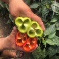 ПЛА 18266 F1 (PLA 18266 F1) семена перца сладкого (Esasem)