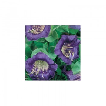 Кобея ползучая фиолетовая (purple) семена (Moravoseed)
