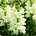 Потамак F1 эйвори вайт (white ivory) семена антирринума на срез (Pan American)