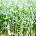 Протеиновый (5 урожаев) набор семян микрозеленых (Agrocity)