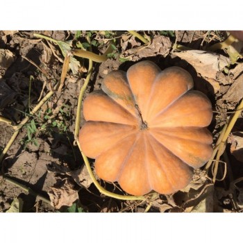 Прованс Мускатель семян тыквы (Agri Saaten)
