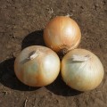 Рефлекс F1 семян лука репчатого озимого (Cora Seeds)