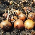 Рондо F1 насіння цибулі ріпчастої озимої (Soto Seeds)