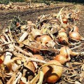Рондо F1 насіння цибулі ріпчастої озимої (Soto Seeds)