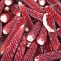 Руби ред семена кукурузы попкорн (Гелиос)