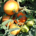 Садин F1 семян помидора детерминантного (Enza Zaden)
