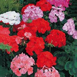 Салют Formula mixed семена пеларгонии зональной (Kitano Seeds)