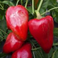 Сандра семян перца сладкого (Moravoseed)