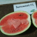 Сансвит F1 семян арбуза среднего (Cora Seeds)