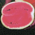 Сансвит F1 семян арбуза среднего (Cora Seeds)