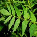 Сердечный набор семян лекарственных трав (Seedеra)