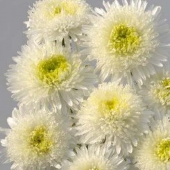Шанхайская роза белая (White) семена астры (Satimex)