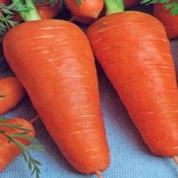 Шантане Роял семян моркови (Agri Saaten)