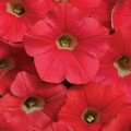 Шок Вейв F1 коралл краш (Coral Crush) семена петунии ампельной (Pan American)