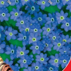 Синяя корзина семян незабудки (GL Seeds)