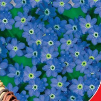 Синяя корзина семян незабудки (GL Seeds)