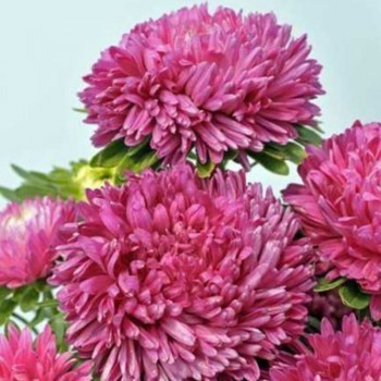 Сиринга розовая (Pink) семена астры хризантемообразной (Satimex)