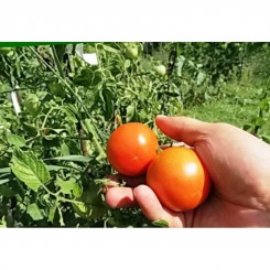 Сказка семян помидора детерминантного (GL Seeds)