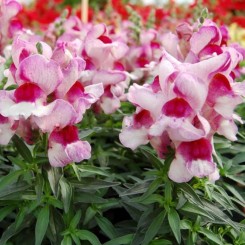 Снеппи F1 орхид флейм (orchid flame) семена антирринума карликового (Hem Genetics)