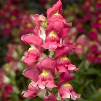 Снептини F1 розовый биколор (rose bicolor) семена антирринума (Syngenta)