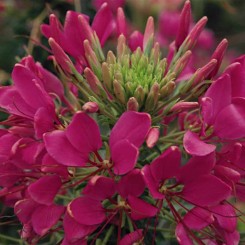 Спарклер розовая семена клеомы (Syngenta)