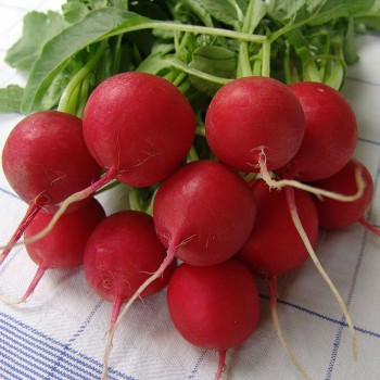 Спарта семян редиса (Moravoseed)