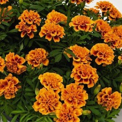 Супергерой оранж флейм (Super Herо Orange Flame) семена бархатцев (Benary)