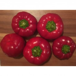 Супремо Росса насіння перцю солодкого (GL Seeds)