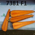 СВ 7381 ДХ F1 (SV 7381 DH F1) (1,8-2,0) семена моркови (Seminis)