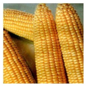 Танем F1 семян кукурузы сладкой Se (May Seeds)