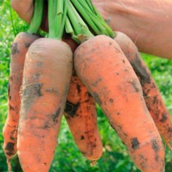 Танжерина F1 (T-825) (калибр. 2,0-2,2 мм) семян моркови (Takii Seeds)
