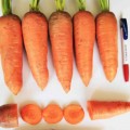 Танжерина F1 (T-825) (калибр. 2,0-2,2 мм) семян моркови (Takii Seeds)