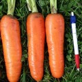 Танжерина F1 (T-825) (калибр. 2,0-2,2 мм) семян моркови (Takii Seeds)