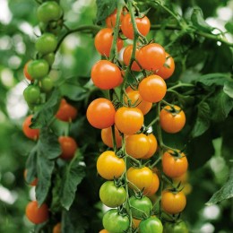 Торонжина F1 Organic семена томата индет. черри раннего окр. 15-20 гр. оранж. (Enza Zaden / Vitalis)