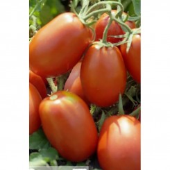 Транс Ріо насіння помідора детермінантного (GL Seeds)