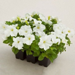 Тритуния F1 белая (white) семена петунии грандифлора (Syngenta)