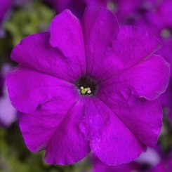 Тритуния F1 фиолетовая (purple) семена петунии грандифлора (Syngenta)