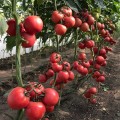 Динеро 082 F1 (ТС 02-0082) семена помидора индетерминантного (Solare Sementi)