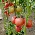 Динеро 082 F1 (ТС 02-0082) семена помидора индетерминантного (Solare Sementi)